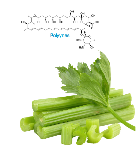 Celery Extract สารสกัดจากเซเลอรี่