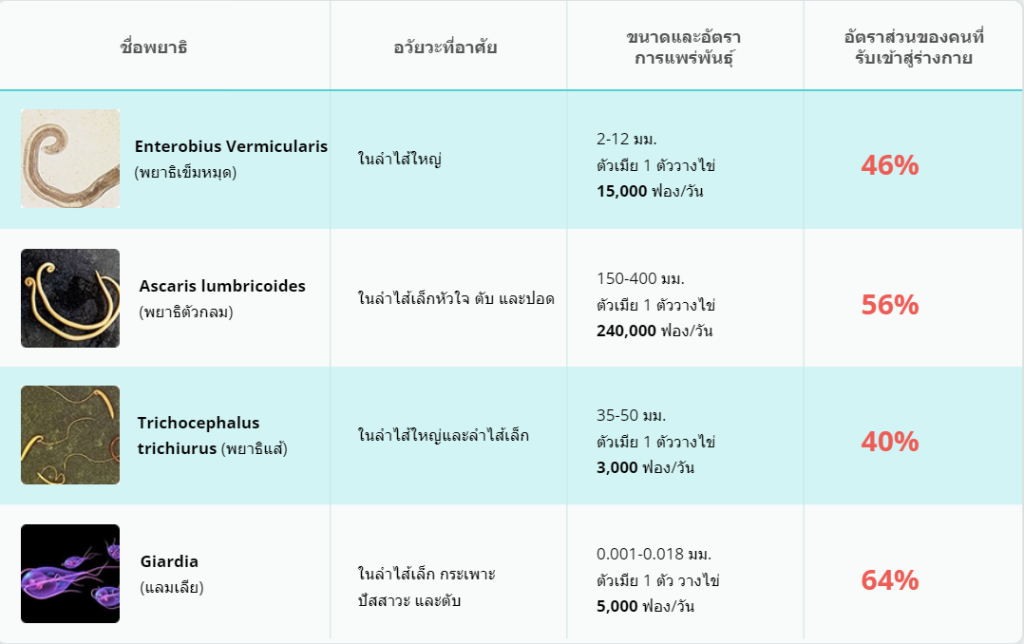 HaviHome – สินค้าของแท้ราคาดี